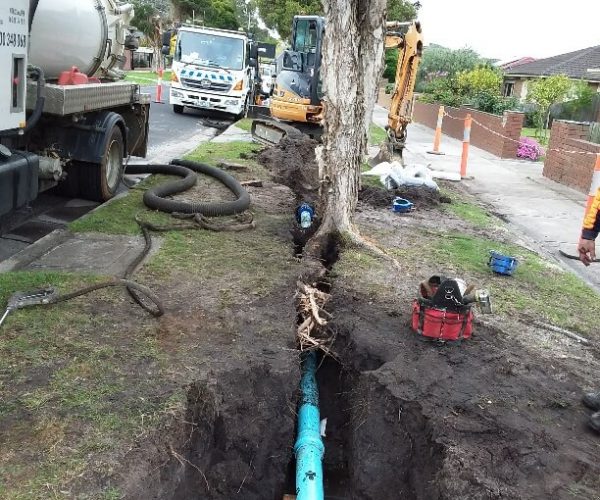 Tree Root Control