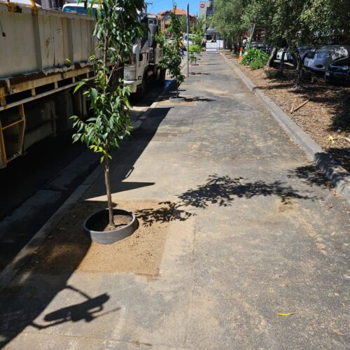 Tree Pits