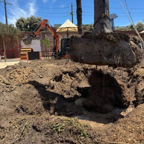 Tree Transplanting