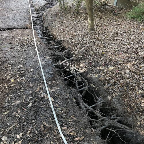 Tree Root Investigation