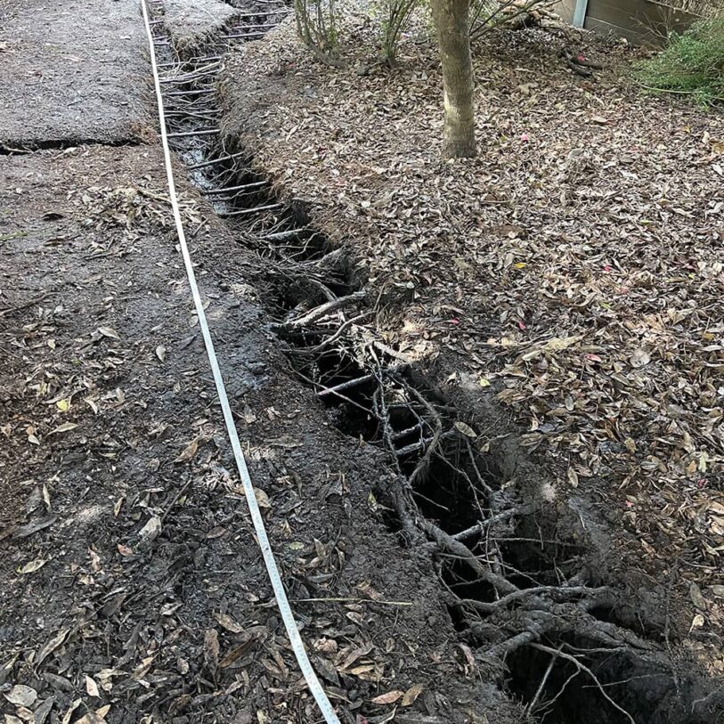 Tree Root Investigation