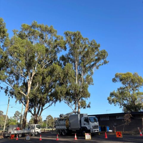 Consulting Arborist Services