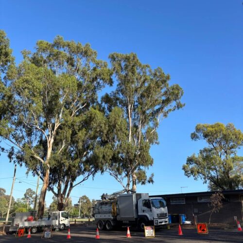 Consulting Arborist Services